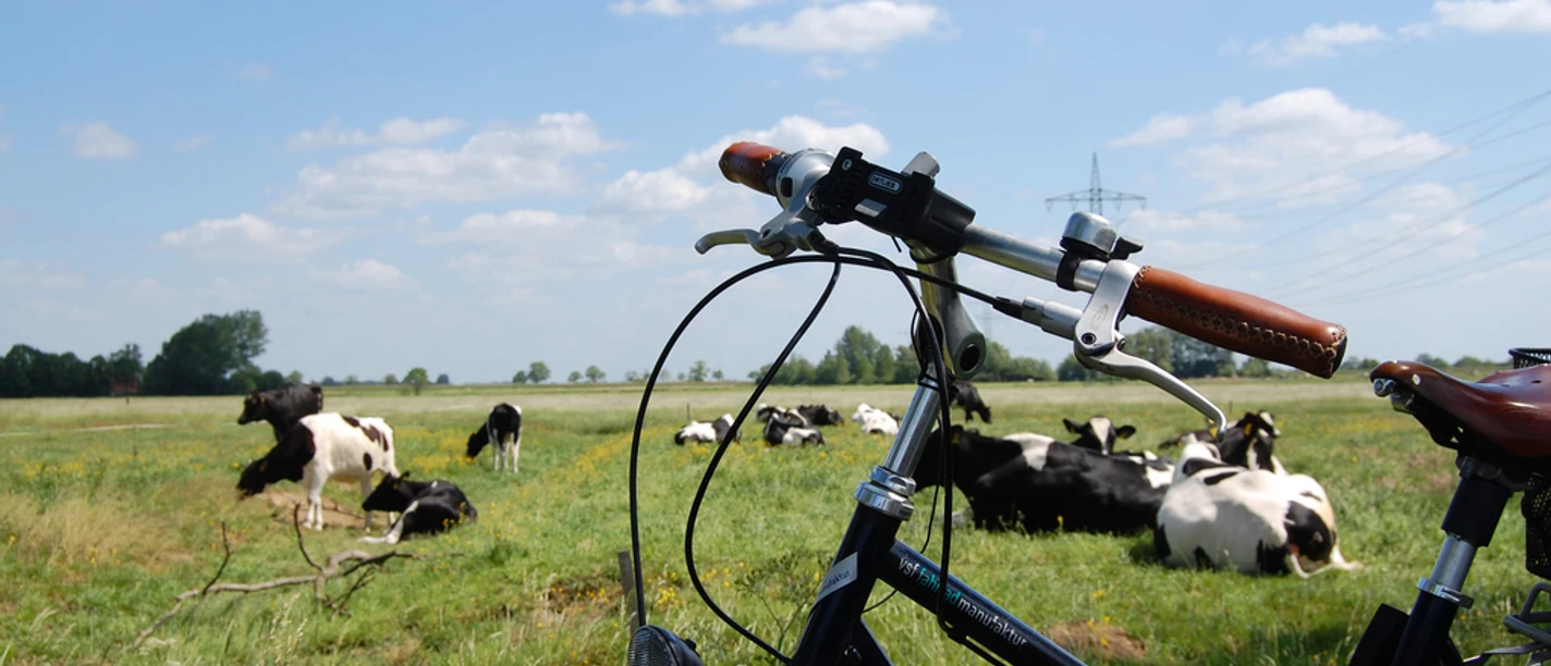 Kühe entlang der Route