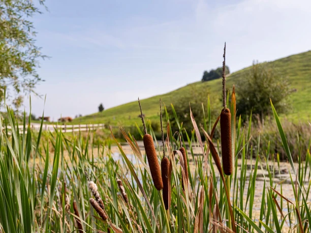 Seebodenalp 2 1920x1080 1