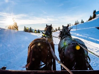 Pferdeschlitten Winter