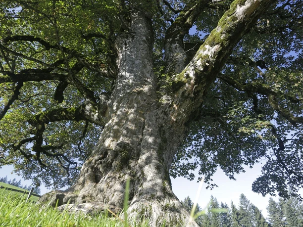 Kraftbaum_Heiligkreuz