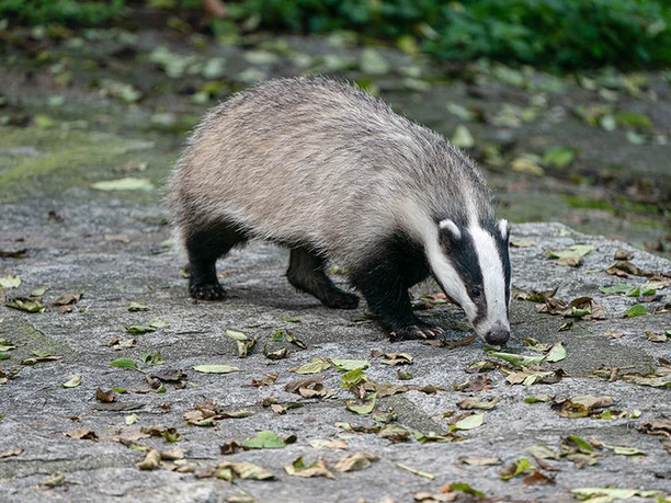 Dachs im Natur- und Tierpark Goldau