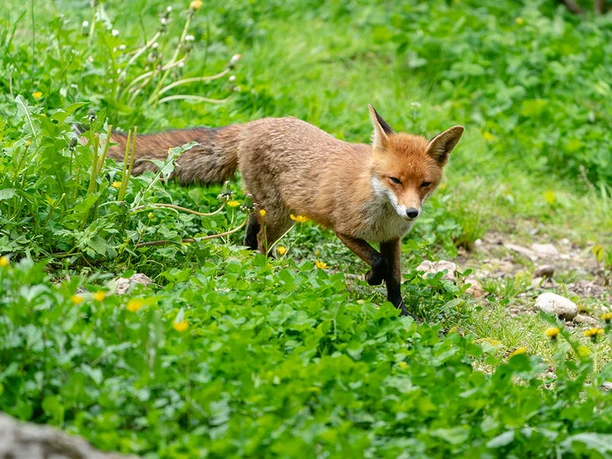 Rotfuchs im Natur- und Tierpark Goldau