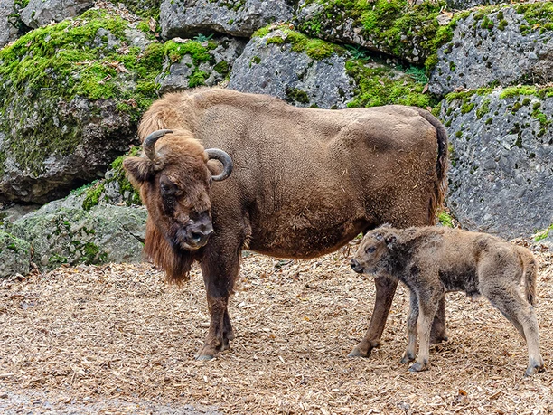 wisent_copyright-tierpark-goldau