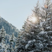 Verschneiter wildromantischer Pischewald