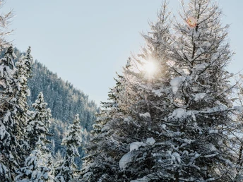 Verschneiter wildromantischer Pischewald