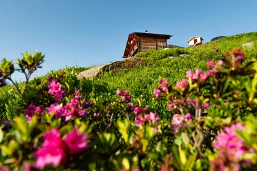 Die Galmihornhütte ist umgeben von grünen Wiesen und leuchtende rosa Alpenrosen.