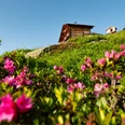 Die Galmihornhütte ist umgeben von grünen Wiesen und leuchtende rosa Alpenrosen.
