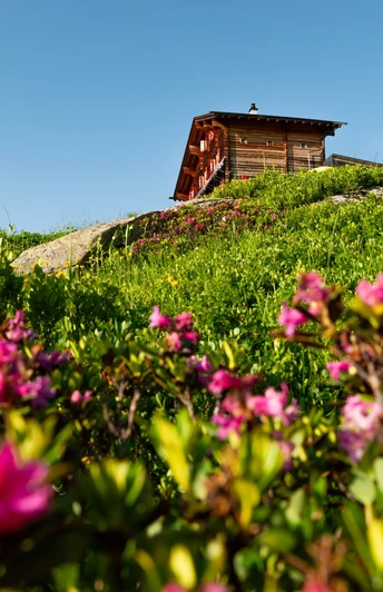 Die Galmihornhütte ist umgeben von grünen Wiesen und leuchtende rosa Alpenrosen.