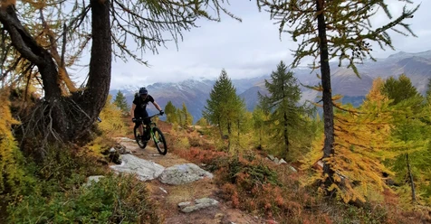Indian Summer mit gelben Lärchen auf dem Moosmattentrail