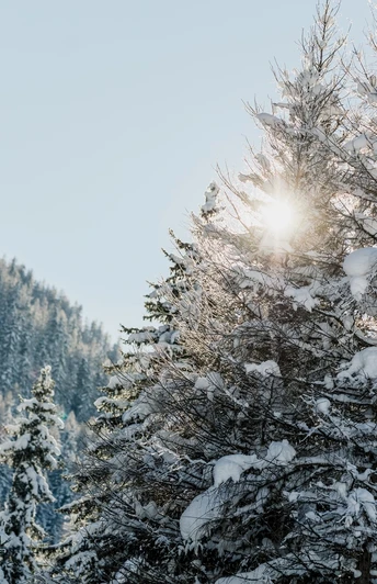 Verschneiter wildromantischer Pischewald