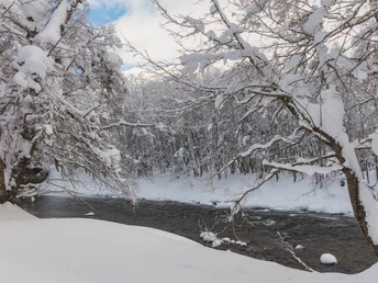 Verschneiter Auenwald an der jungen Rhone
