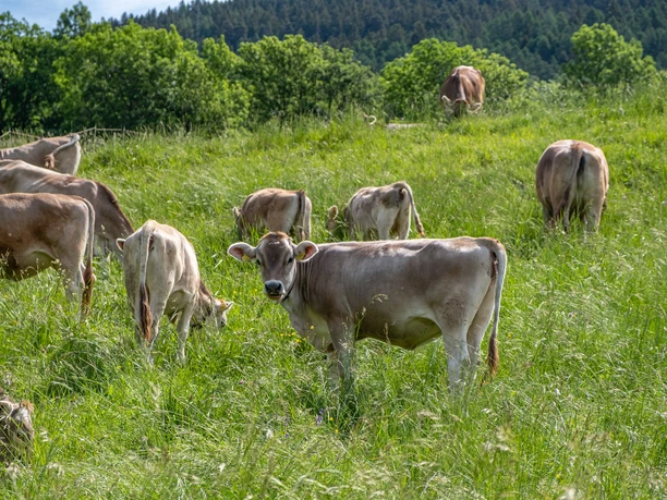 Erlebnispfad Berglandwirtschaft Termen