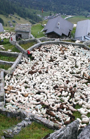 Färrich mit Schafen