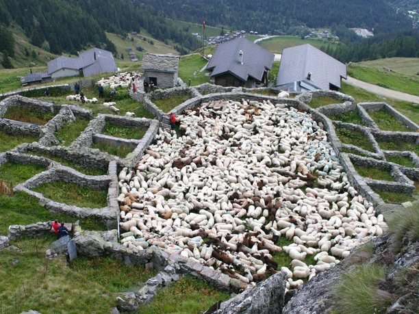 Färrich mit Schafen