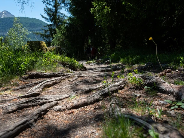 Wurzelpassage