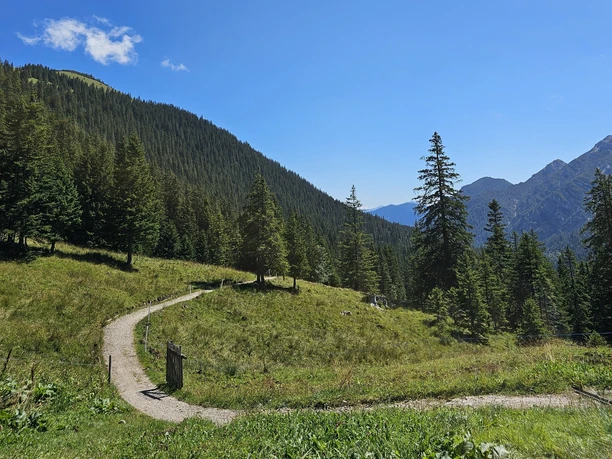 Trail zur Enningalm Gewundener Bergpfad durch grünes Almgelände mit dichten Nadelwäldern und Bergen im Hintergrund