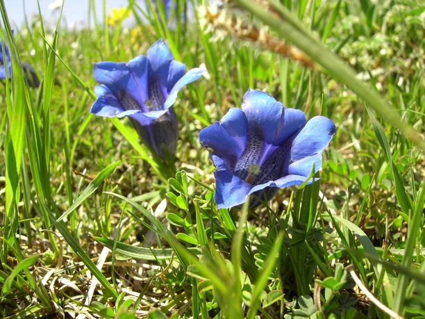 Enzian Zwei blau blühende Enziane zwischen grünem Berggras in Nahaufnahme.