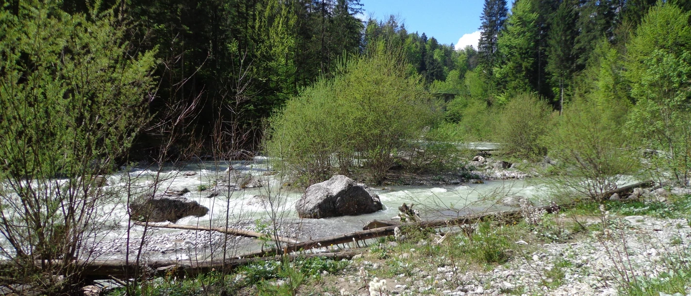 Loisach Richtung Griesen Klarer Gebirgsfluss mit Felsen und dichtem Wald unter blauem Himmel in alpiner Landschaft