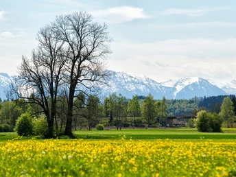 Blick in die Berge aus der Weilheimer Ammer Au
