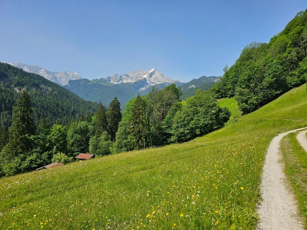 Blick auf die Alpspitze Wiesenweg führt durch blühende Alm mit Blick auf bewaldete Hänge und schneebedeckte Gipfel.