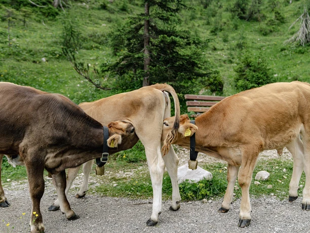Kühe auf der Ehrwalder Alm Drei Jungkühe stehen eng beisammen auf einem Almweg vor einer Bank im grünen Berggelände.