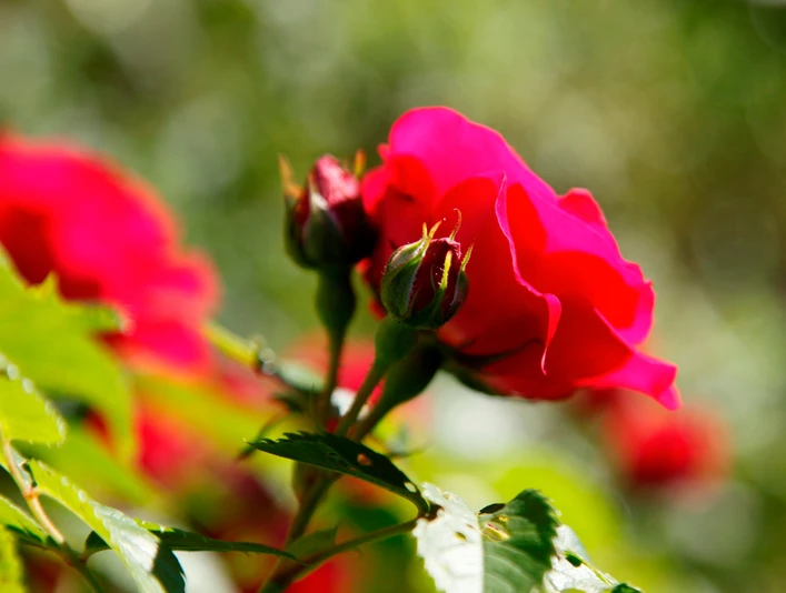 Der Rosenweg in Freudenstadt