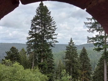 Blick aus dem Tor der Ruine Mandelberg