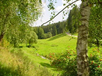 Im Zinsbachtal bei Pfalzgrafenweiler