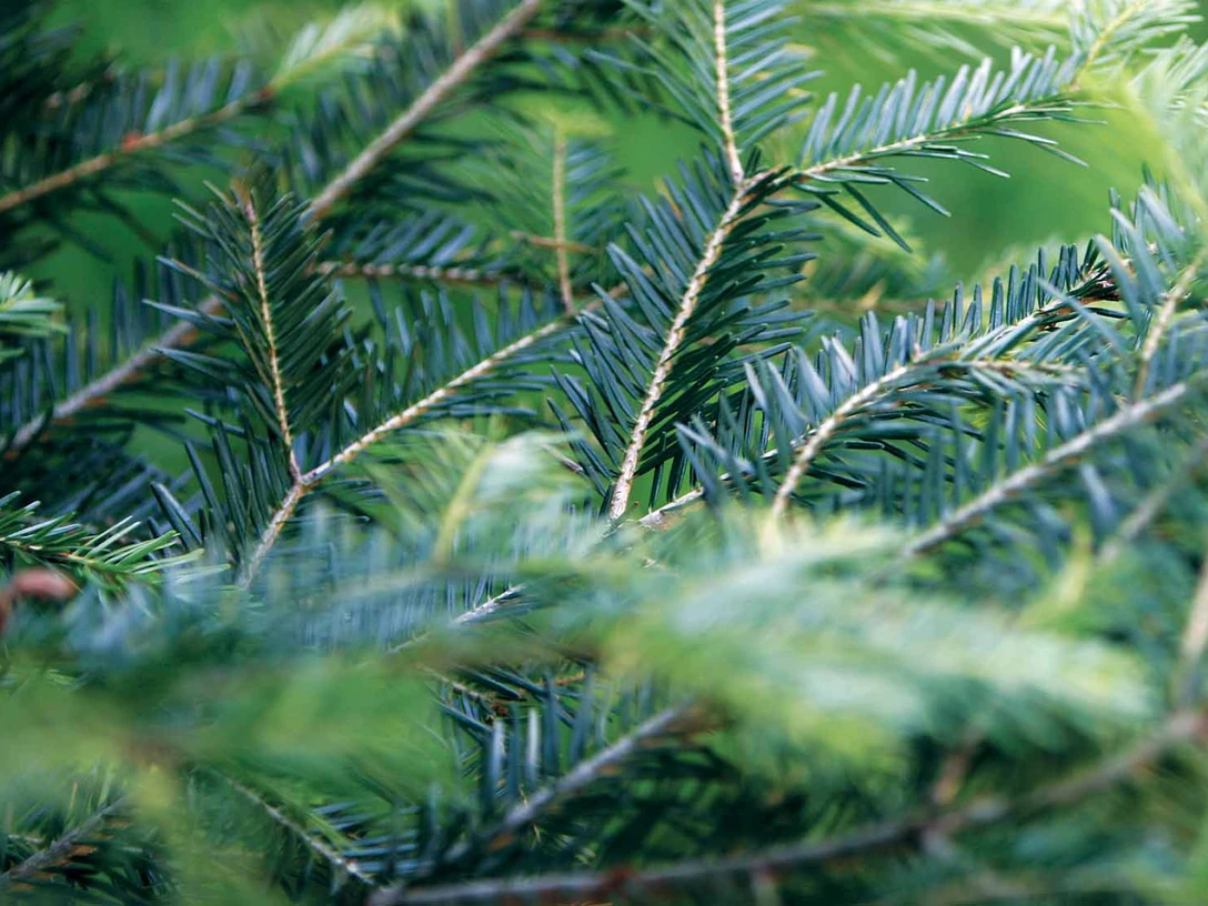 Fichten und Tannenspitzen
