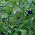 Heidelbeeren