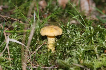 Waldpilze