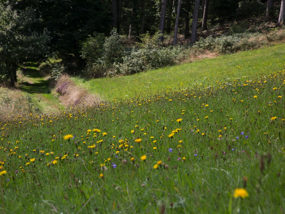 Auf Baiersbronner Wiesen
