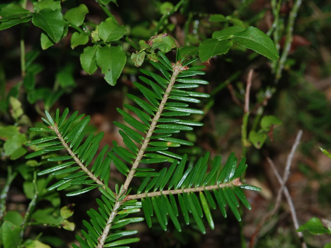 Fichten und Tannenspitzen