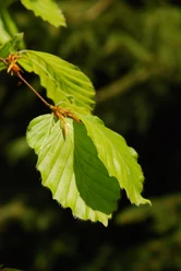 Baiersbronner Wald