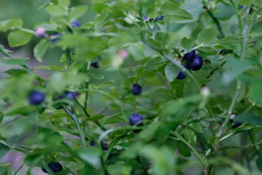 Heidelbeeren