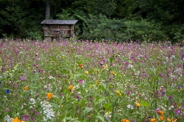 Blumenwiese