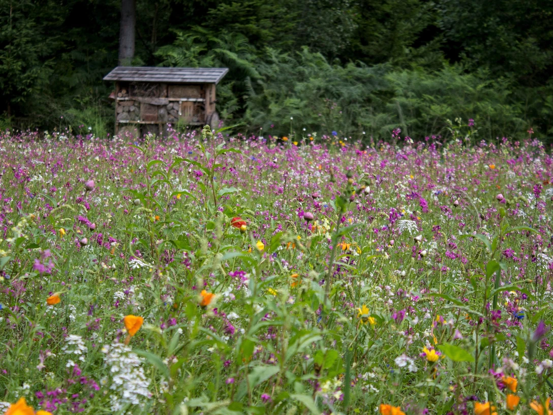 Blumenwiese