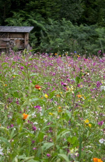 Blumenwiese