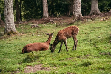 Tiere im Wildegehege in Baiersbronn