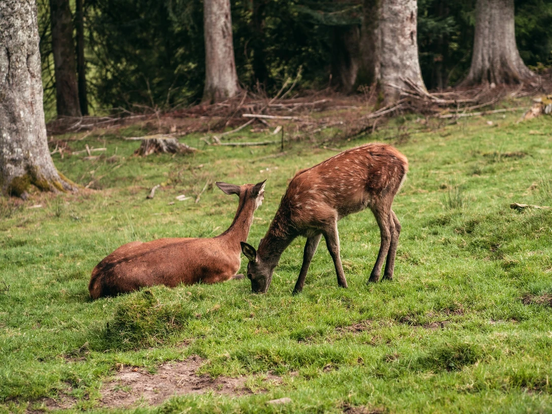 Tiere im Wildegehege in Baiersbronn
