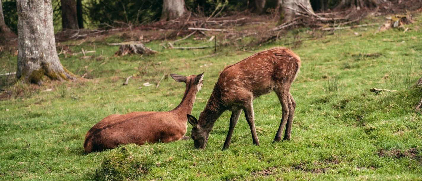 Tiere im Wildegehege in Baiersbronn