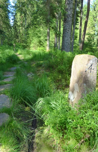 Grenzweg zwischen Mooswiese und Auerhahnköpfle