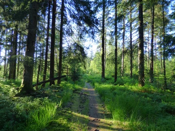 Der Grenzweg bei Kniebis