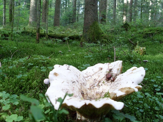 Pilze und Moose im Baldenhofer Graben