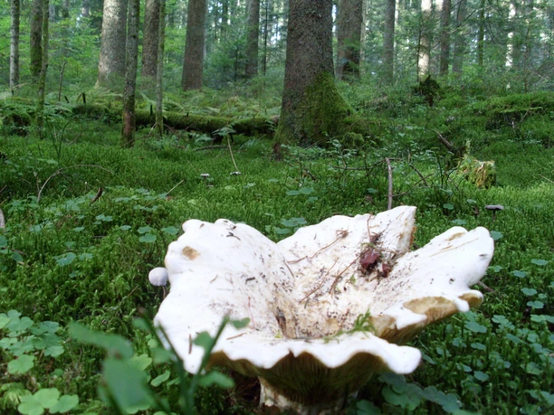 Pilze und Moose im Baldenhofer Graben
