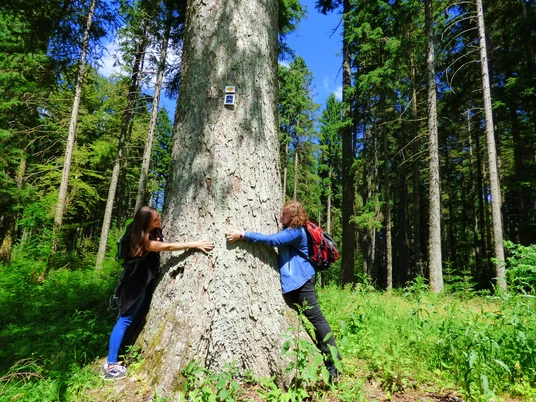 mächtige Holländertanne in der Nähe der Großvatertanne