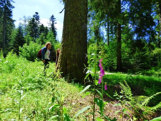 Tannenriese mit Fingerhut