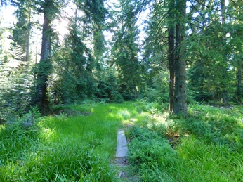 Grenzweg zwischen Buchwaldhöhe und Spindelhau