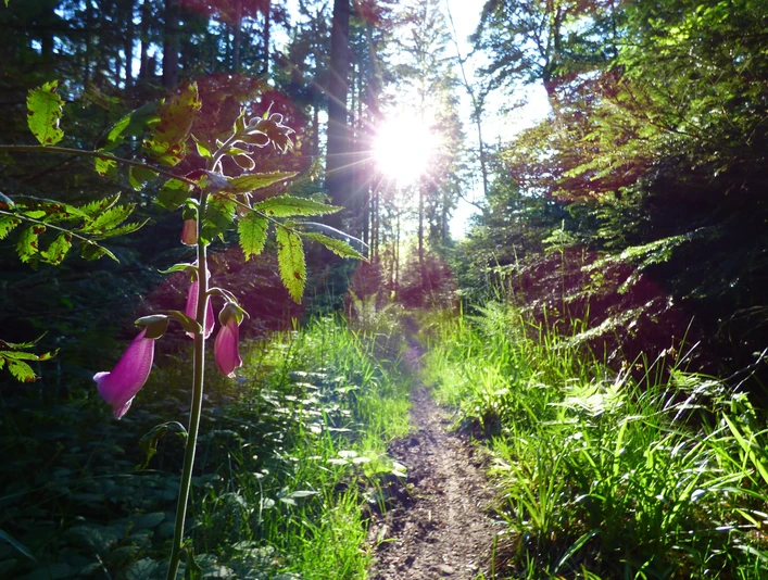 Grenzweg zwischen Spindelhau und Auerhahnköpfle