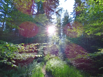 Grenzweg zwischen Spindelhau und Auerhahnköpfle